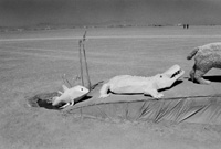 Intelligent Design by wizzard for burning man 2006